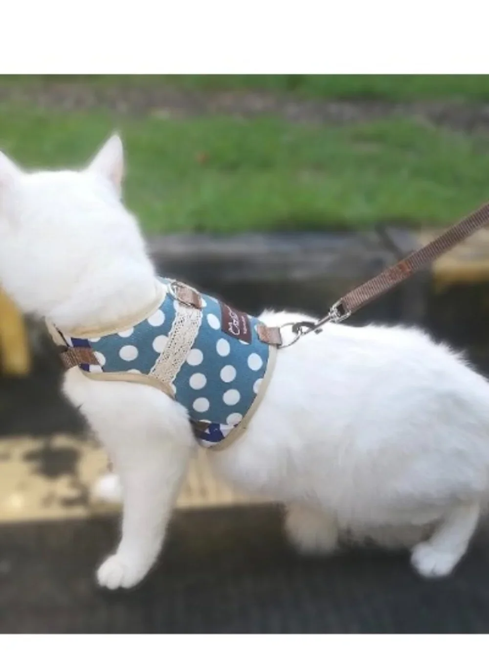 SECRUITY CAT HARNESS  NWOT  Vizhi Miaow